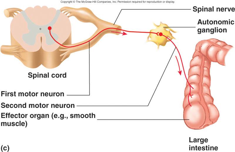 Autnomic Nervous System.jpg